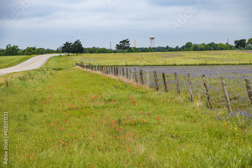 Bluebonnets wildflowers in a field behind a wooden fence line along a Texas backroad