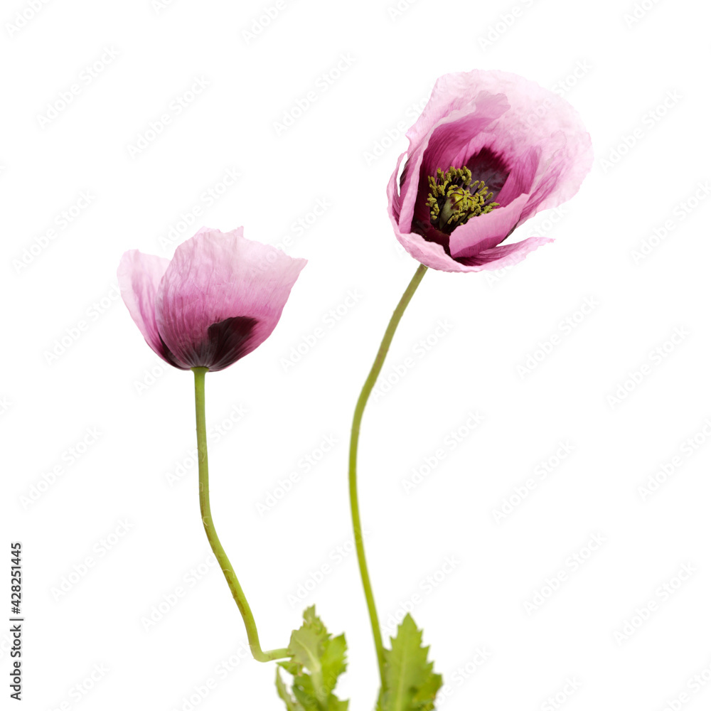 Flora of Gran Canaria - pink Papaver somniferum poppy isolated on white
Flora of Gran Canaria - pink Papaver somniferum poppy isolated on white