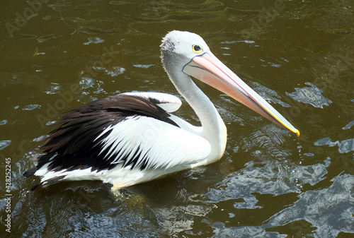 Australian Pelican Floating in the Sea. Close up detail of White Pelican