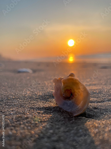Sun and Shell