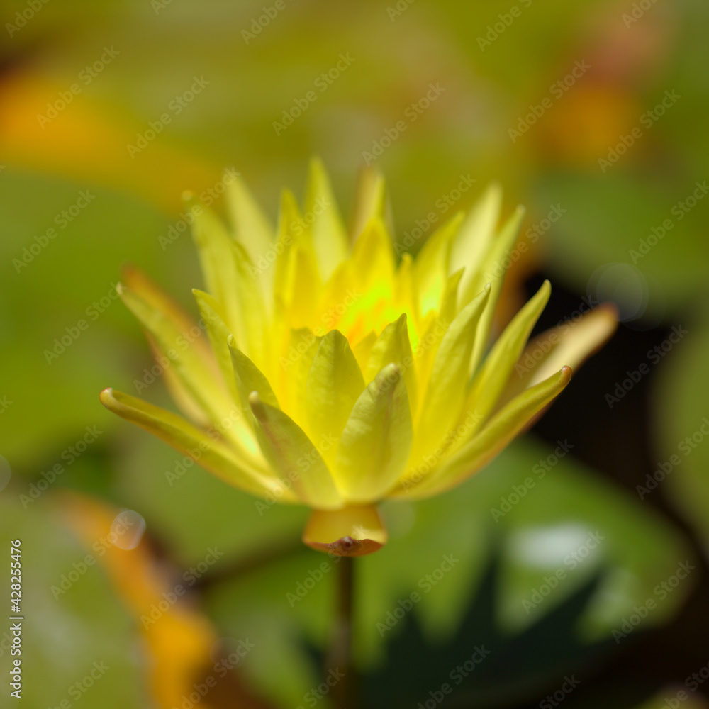 Natural macro floral background with flowering yellow waterlily Natural macro floral background with flowering yellow waterlily