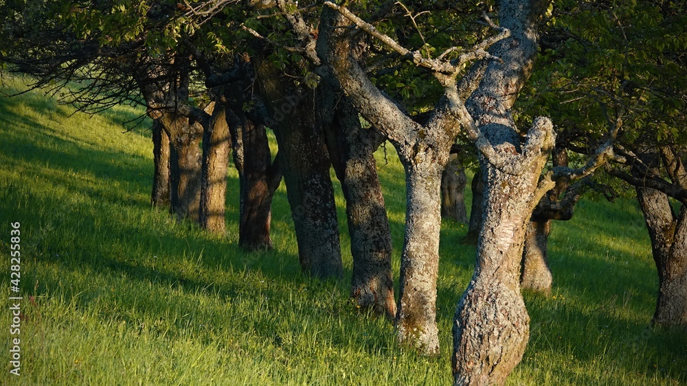 Fototapeta premium Old trees are waiting for the sun's rays in the orchard behind the village.