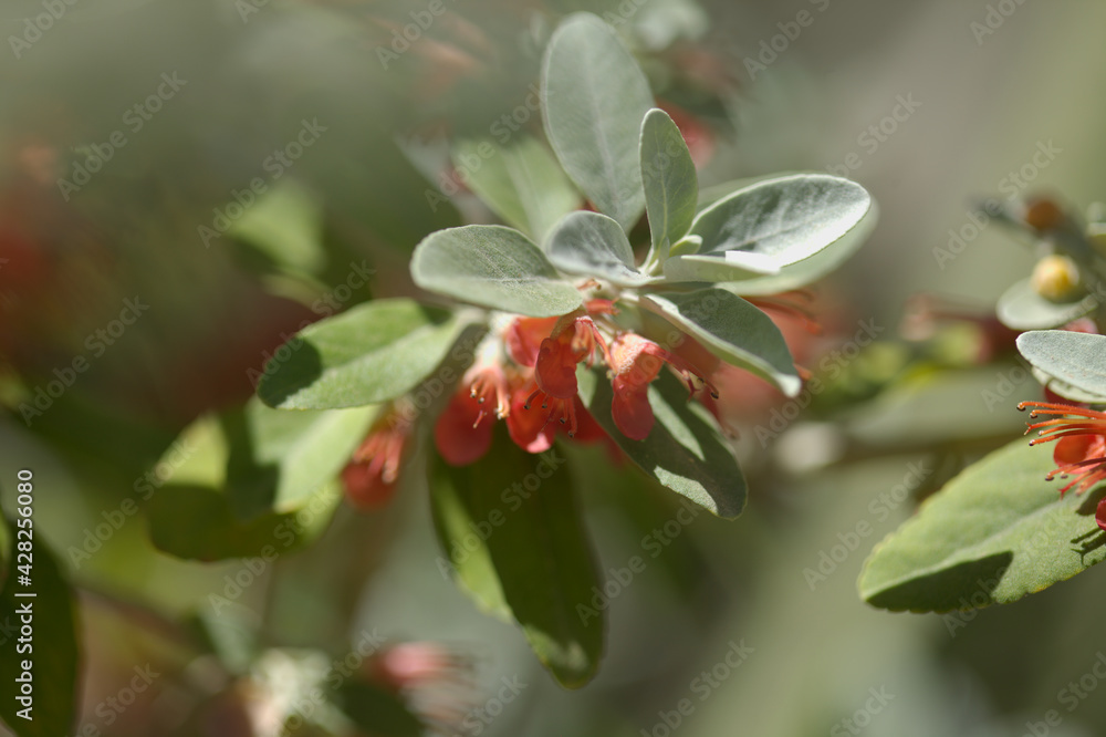 Flora of Gran Canaria - flowering Teucrium heterophyllum, species of germander endemic to Macaronesia natural macro floral background
Flora of Gran Canaria - flowering Teucrium heterophyllum, species of germander endemic to Macaronesia natural macro floral background