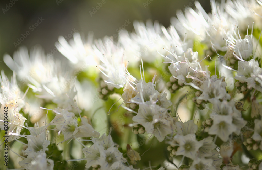 Flora of Tenerife - Echium simplex, white flowers of bugloss endemic to the island natural macro floral background
Flora of Tenerife - Echium simplex, white flowers of bugloss endemic to the island natural macro floral background