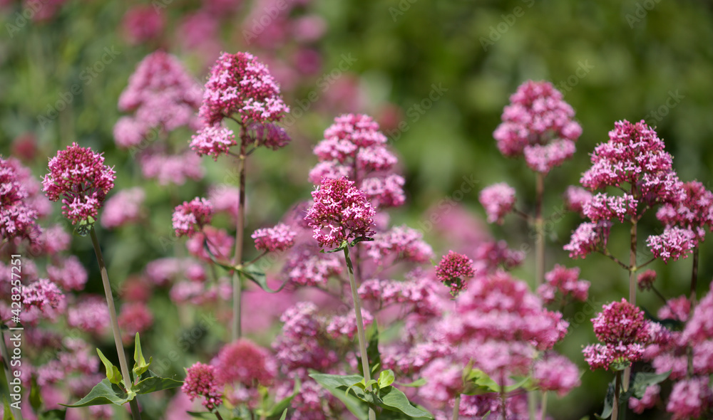Flora of Gran Canaria - Centranthus ruber, red valerian, invasive in Canaries natural macro floral background
Flora of Gran Canaria - Centranthus ruber, red valerian, invasive in Canaries natural macro floral background