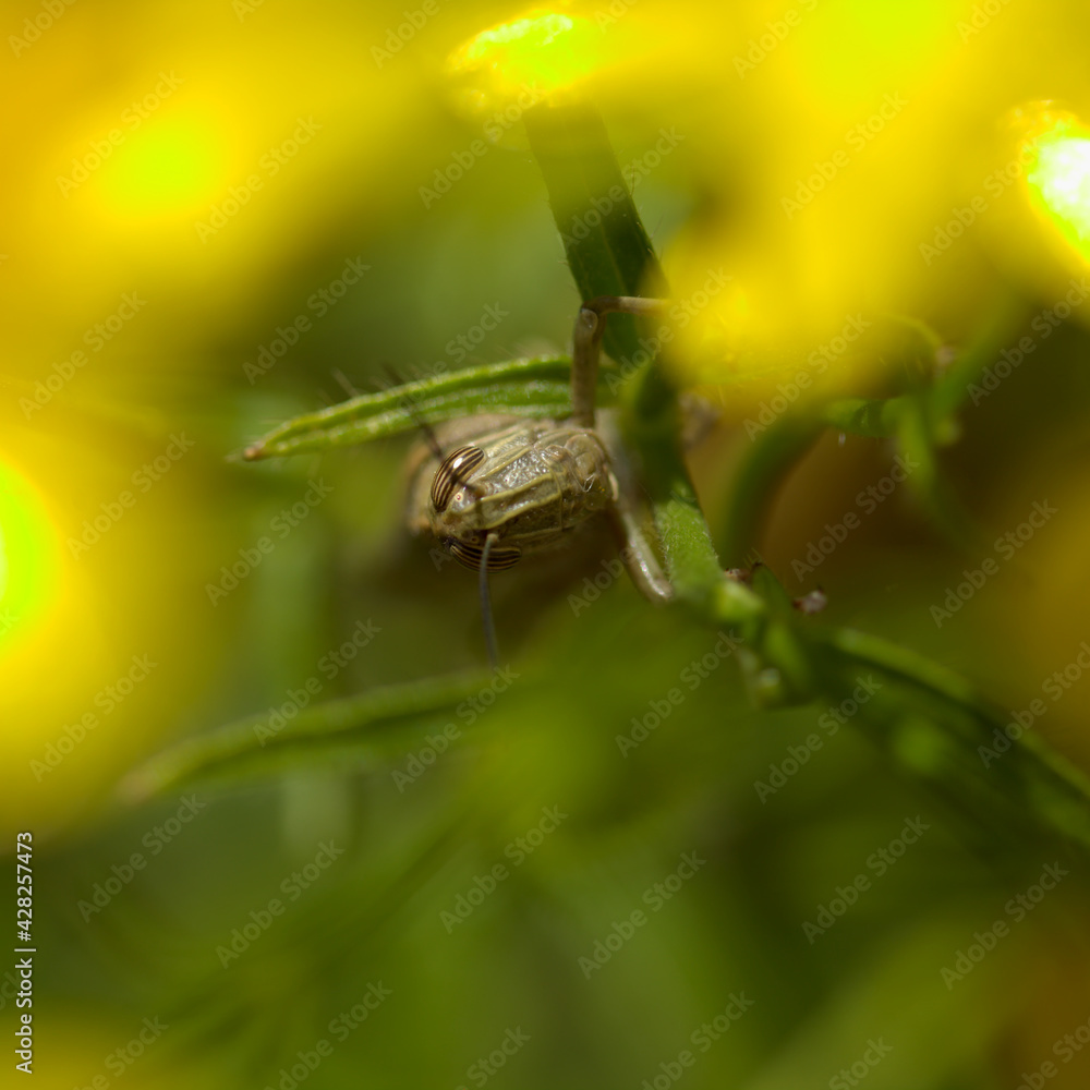 Locust on yellow broom flowers natural macro background Locust on yellow broom flowers natural macro background