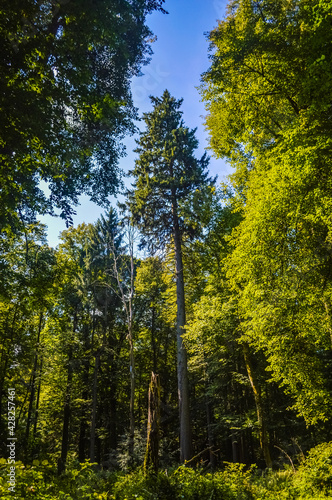 A tall tree in the Bialowieza Primeval Forest  Poland and Belarus
