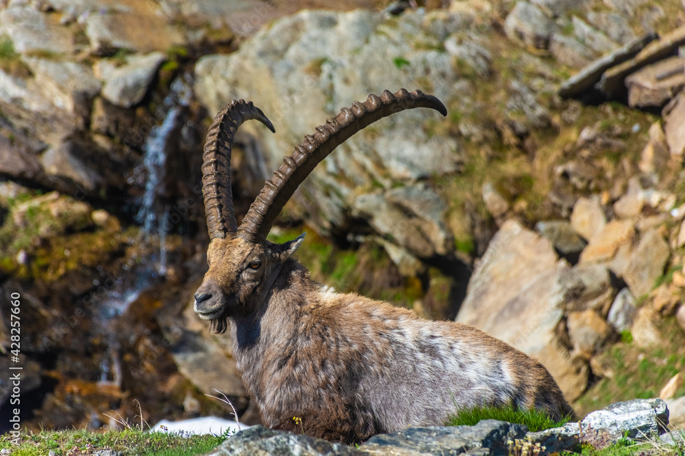 Alpine ibex in the mountains of Gran Paradiso National Park in Piedmont, Italy Alpine ibex in the mountains of Gran Paradiso National Park in Piedmont, Italy
