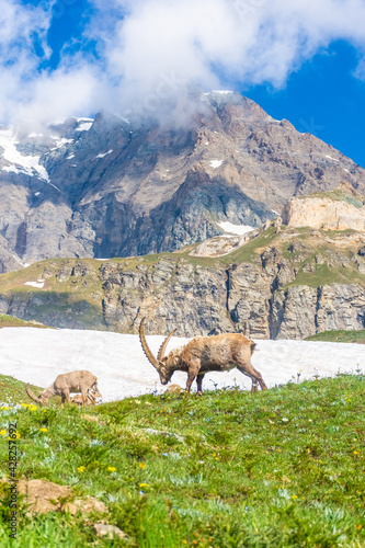 Alpine ibex in the mountains of Gran Paradiso National Park in Piedmont, Italy