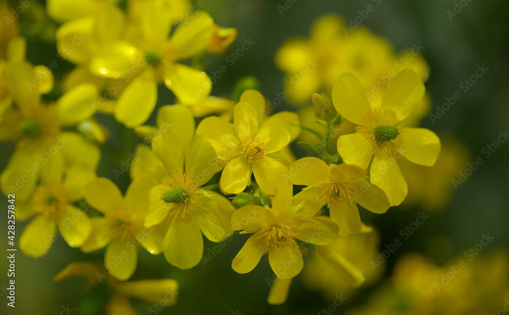 Flora of Gran Canaria - bright yellow flowers of Ranunculus cortusifolius, Canary buttercup natural macro floral background
Flora of Gran Canaria - bright yellow flowers of Ranunculus cortusifolius, Canary buttercup natural macro floral background