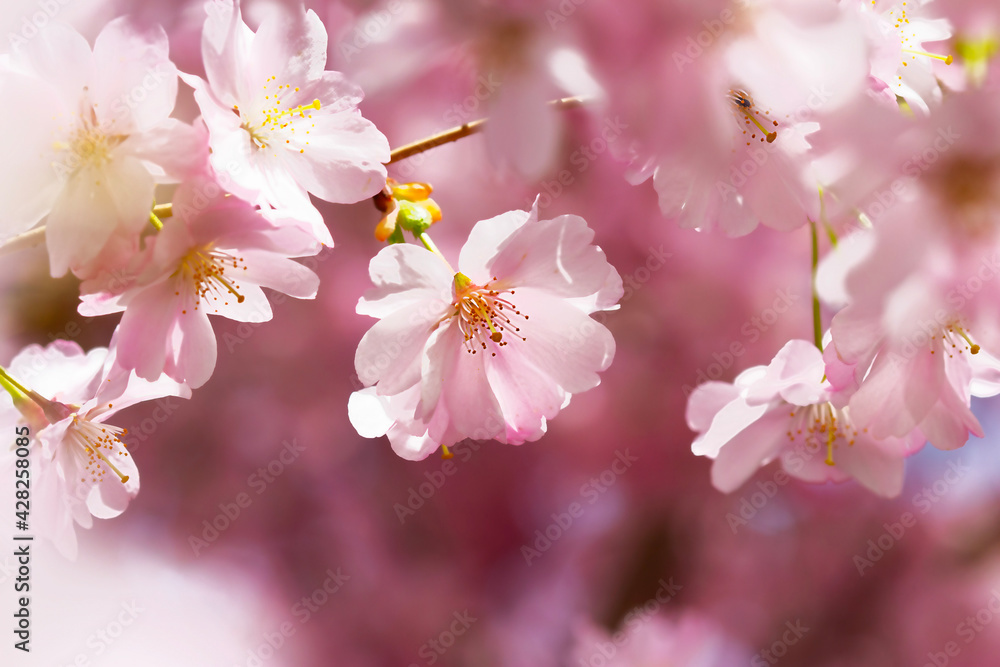 cherry blossom sakura cherry blossom sakura