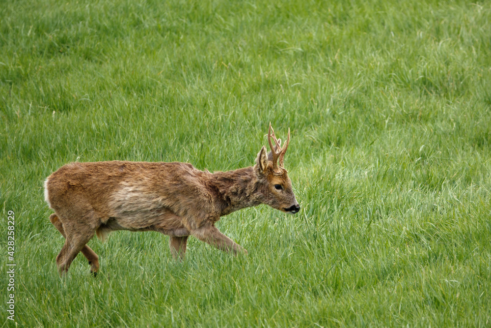roe deer eating lush green spring meadow grass roe deer eating lush green spring meadow grass