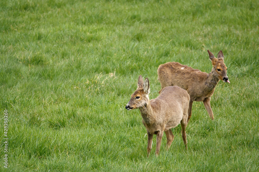 roe deer eating lush green spring meadow grass roe deer eating lush green spring meadow grass