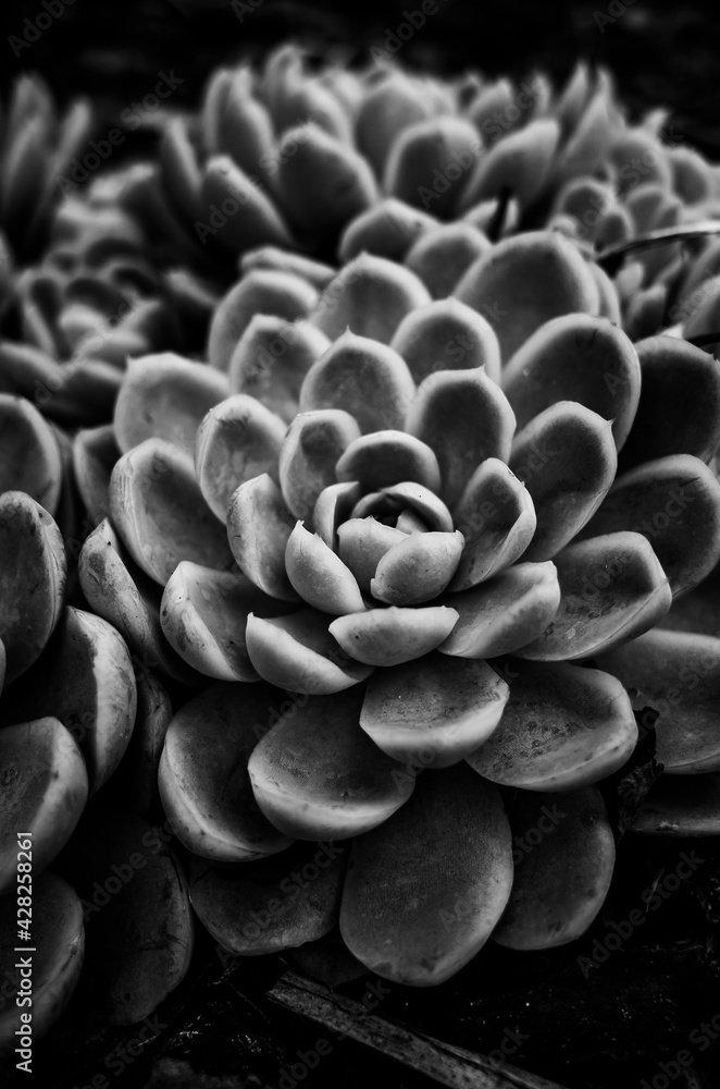 Black and white succulent plant Black and white succulent plant