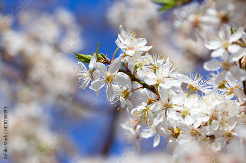 tree blossom mirabella in germany photo