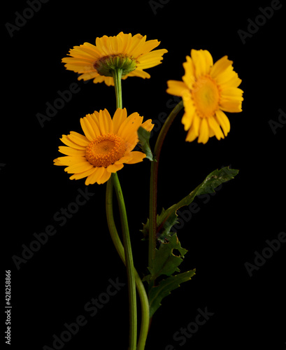 Flora of Gran Canaria -  Coleostephus myconis, corn marigold isolated on black photo