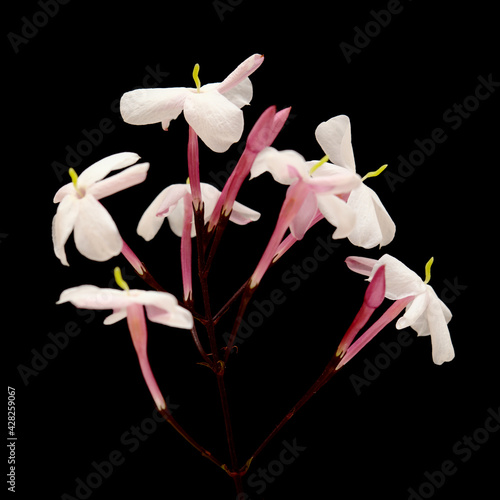 Flowering Jasminum officinale, the common jasmine, isolated on black background