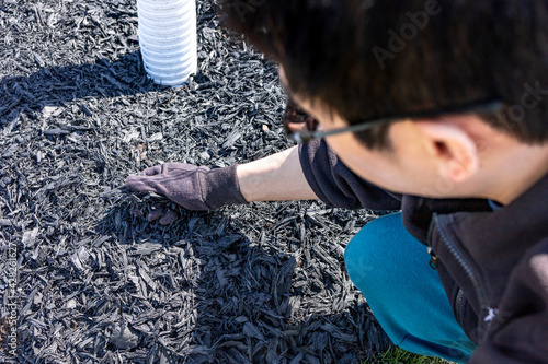 Принти на полотні Man equalize black charcoal mulch covering around tree, maintenance and care service for spring season