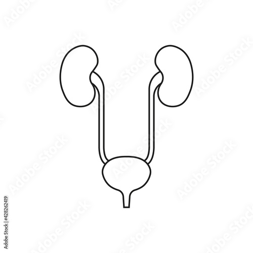 Urinary bladder and kidneys icon.  Urogenital system. Vector. Line style.	