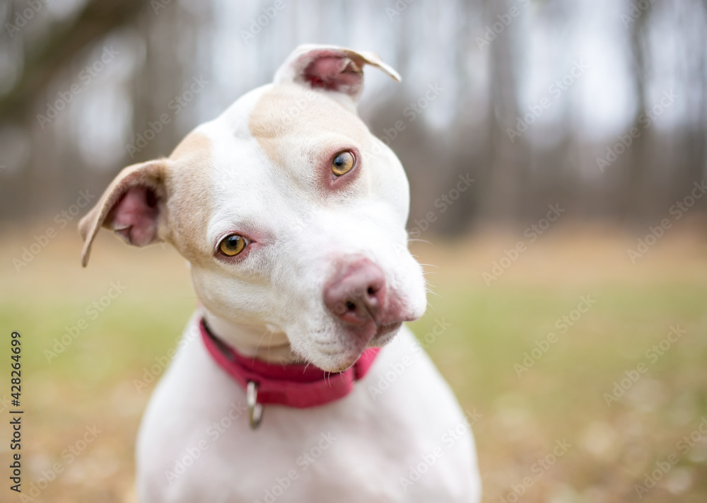 A Pit Bull Terrier mixed breed dog wearing a collar and looking at the camera with a head tilt
