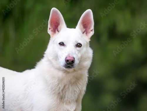 A white Shepherd dog looking at the camera outdoors