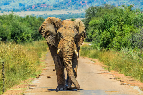 Huge and musth African elephant (Loxodonta Africana) road block in a South African game reserve photo