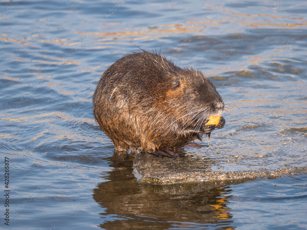 close up coypu, Myocastor coypus or nutria eating vegetable at stone in river water, golden hour natural light, selective focus close up coypu, Myocastor coypus or nutria eating vegetable at stone in river water, golden hour natural light, selective focus