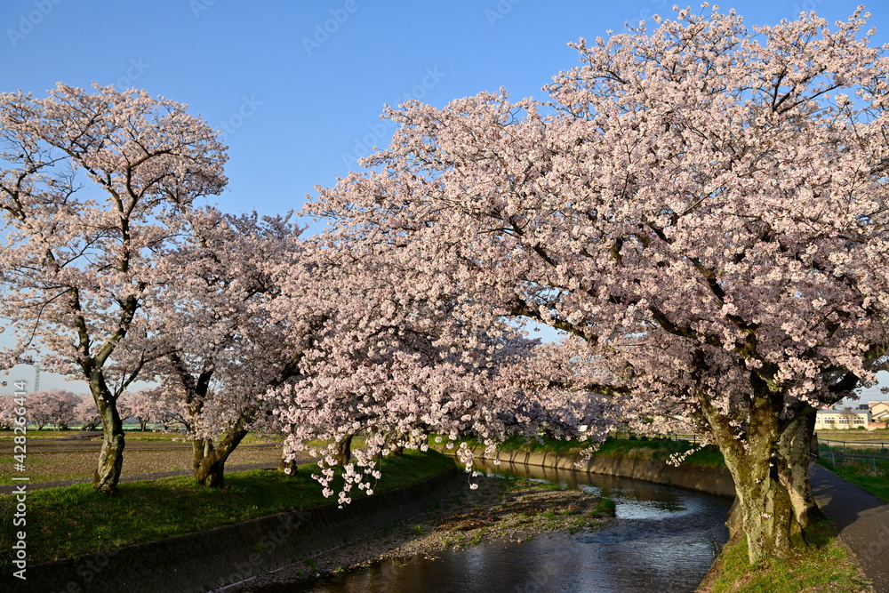 五条川の桜