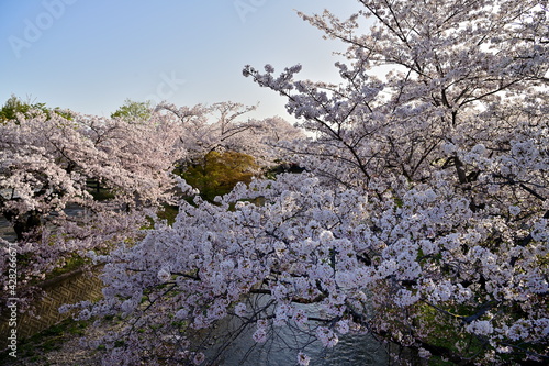 Wallpaper Mural 五条川の桜 Torontodigital.ca