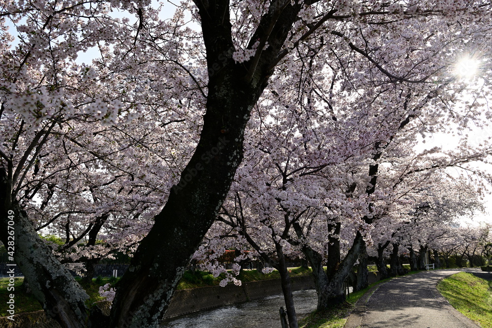 五条川の桜 五条川の桜