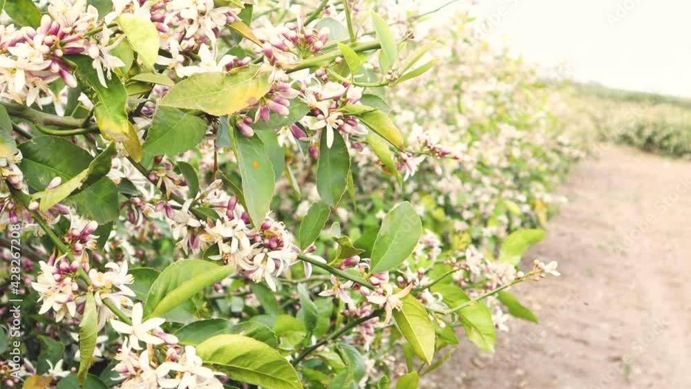 Flowers of an orange tree among leaves. Flowers of an orange tree among leaves.