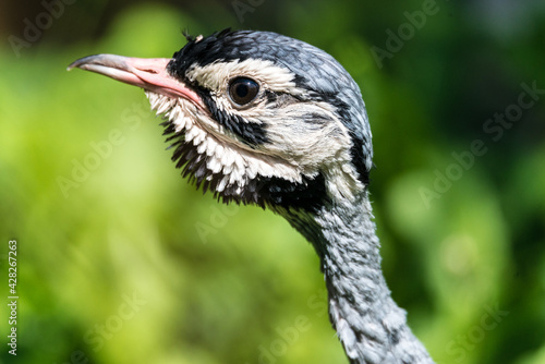 White-bellied Bustard (Eupodotis senegalensis) photo