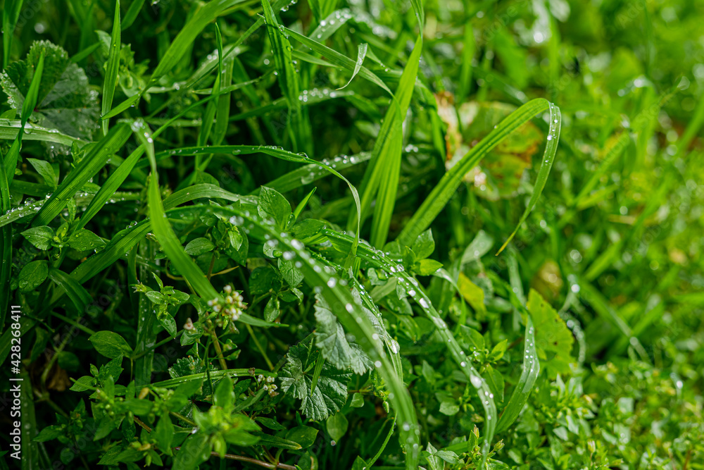 L'arte della natura.  Rugiada su foglie. 
