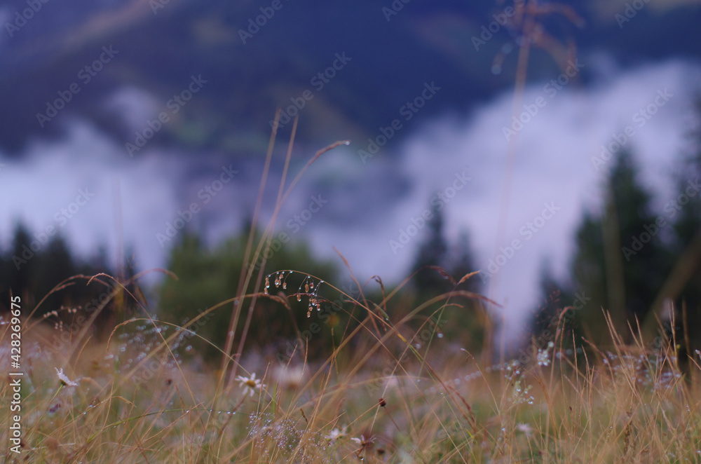 Obraz premium botanical background of wildflowers and grass with dew drops