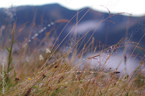 botanical background of wildflowers and grass with dew drops