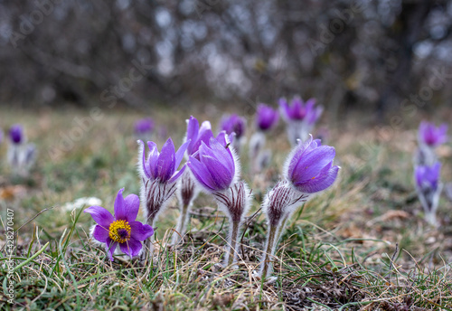 Pasque-flower. Pulsatílla. Lumbago. Dream-grass. Flowers.	
 photo