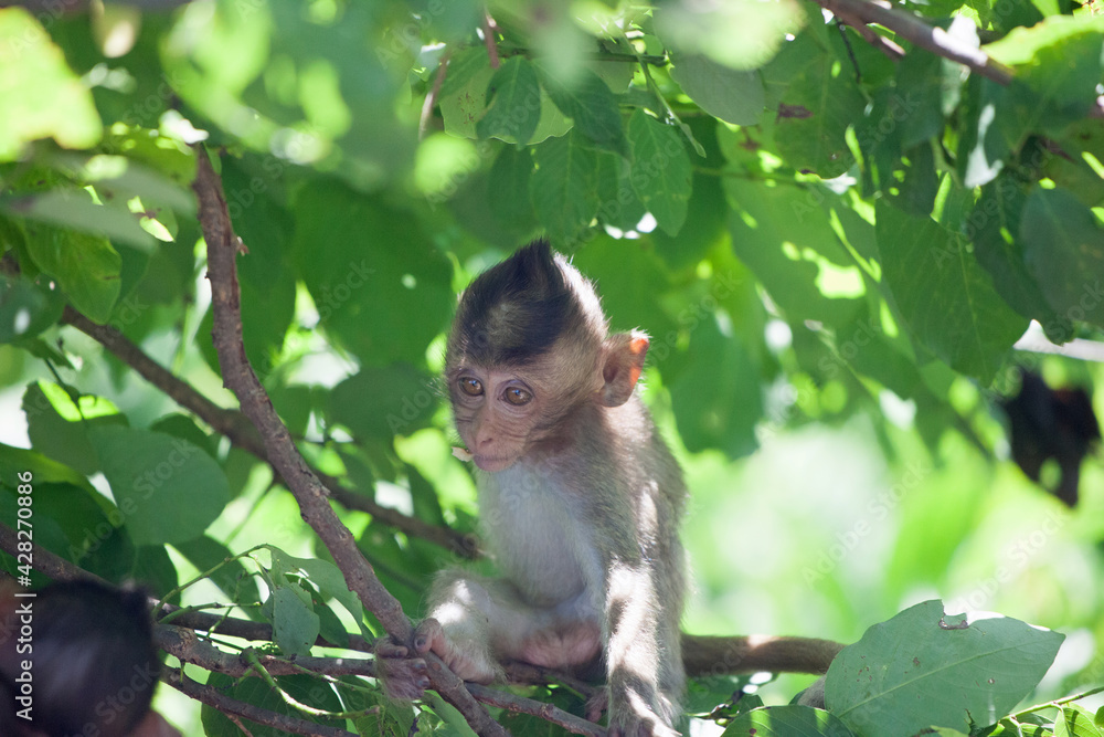 Fototapeta premium 可愛いサル 