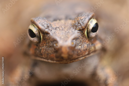close up of a frog
