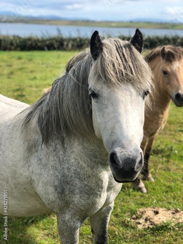 Horses in Ireland © nancy