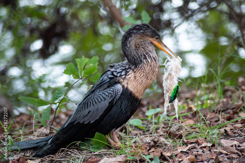 Εκτύπωση καμβά Female anhinga with fishing and moss stuck on beak.