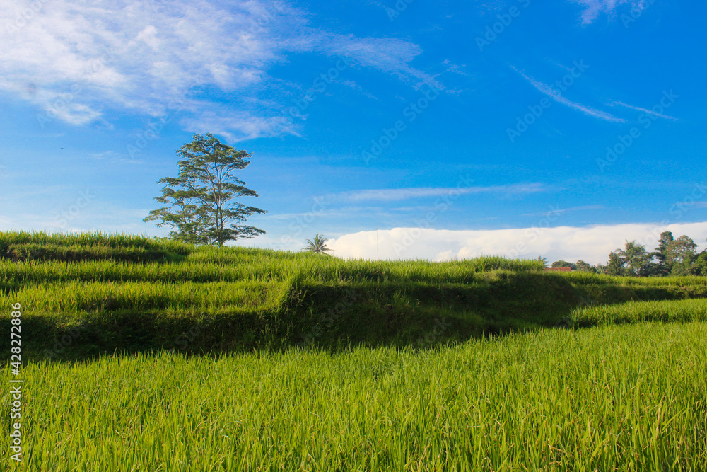 Obraz premium beautiful natural scenery in the rice fields
