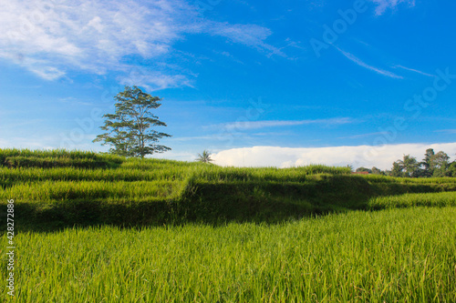 beautiful natural scenery in the rice fields