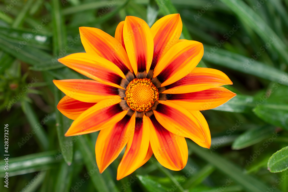 Flower in the garden or Novia del sol with foliage in the background Flower in the garden or Novia del sol with foliage in the background