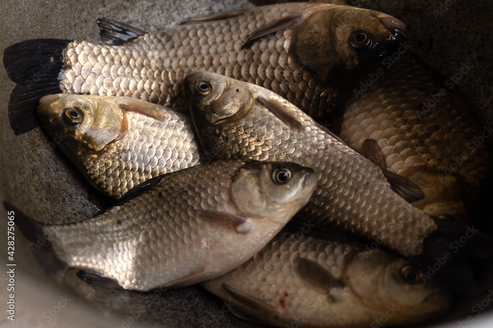 fresh raw fish, fishing catch crucian carp . fresh raw fish, fishing catch crucian carp .