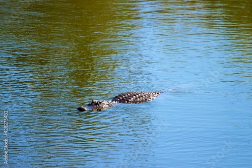 alligator in the water © Sean