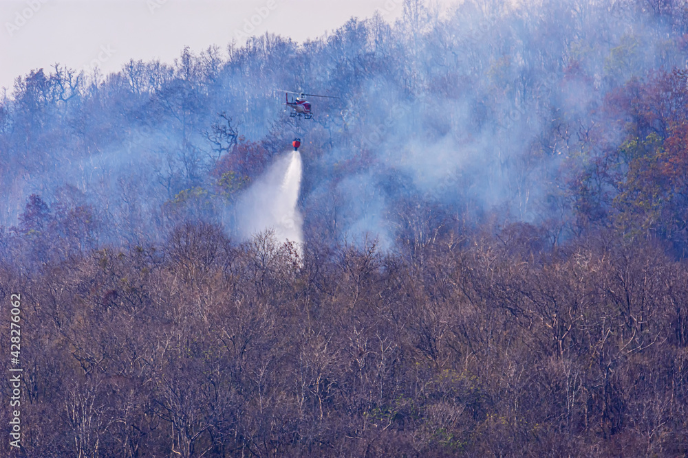 Fototapeta premium Helicopter dropping water on a forest fire