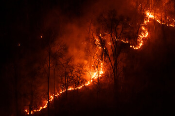 Several of Forest trees burned during the dry season.