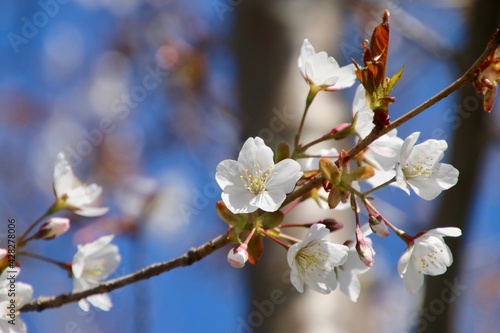 容保桜・大龍寺（福島県・会津若松市）