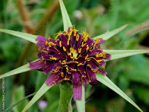 fleure de la valbonne photo