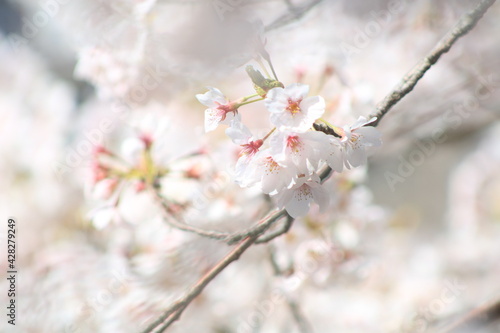 春の白い桜の花